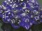 Dice - Translucent: Poly Purple With White (Set of 7) by Chessex Manufacturing