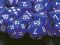 Dice - Opaque: Poly Set purple With red (Set of 7 by Chessex Manufacturing